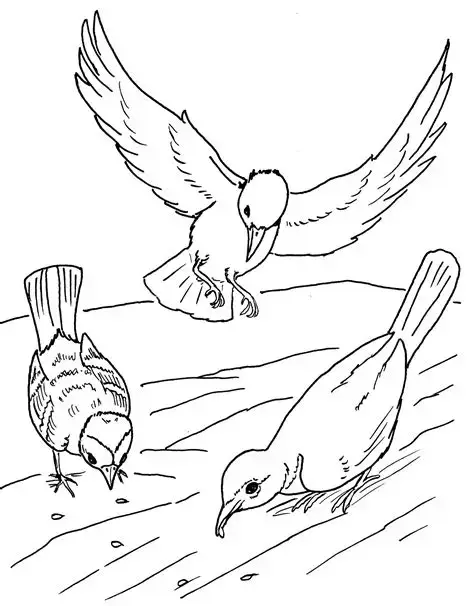 Lire la suite à propos de l’article Ornithologie